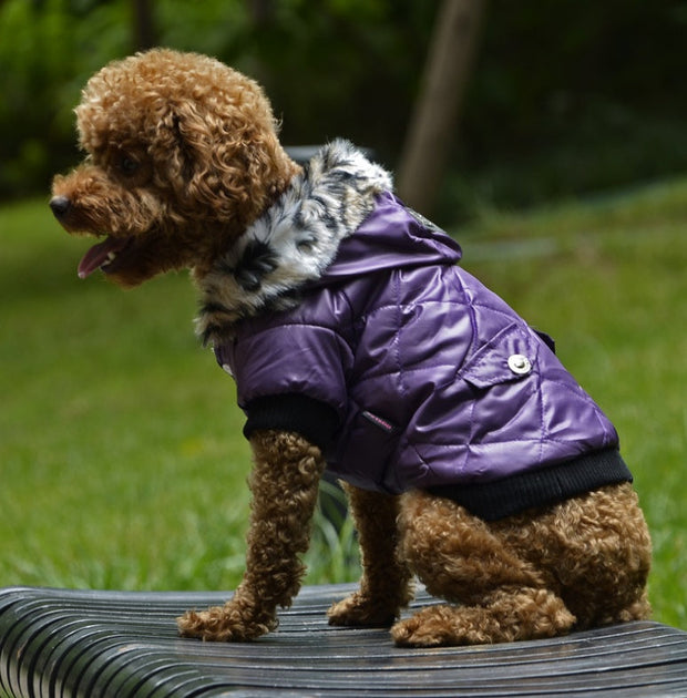 pet clothes