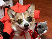 Halloween Pet Costumepet