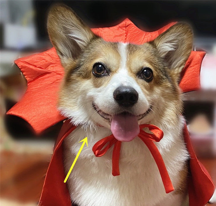 Halloween Pet Costumepet